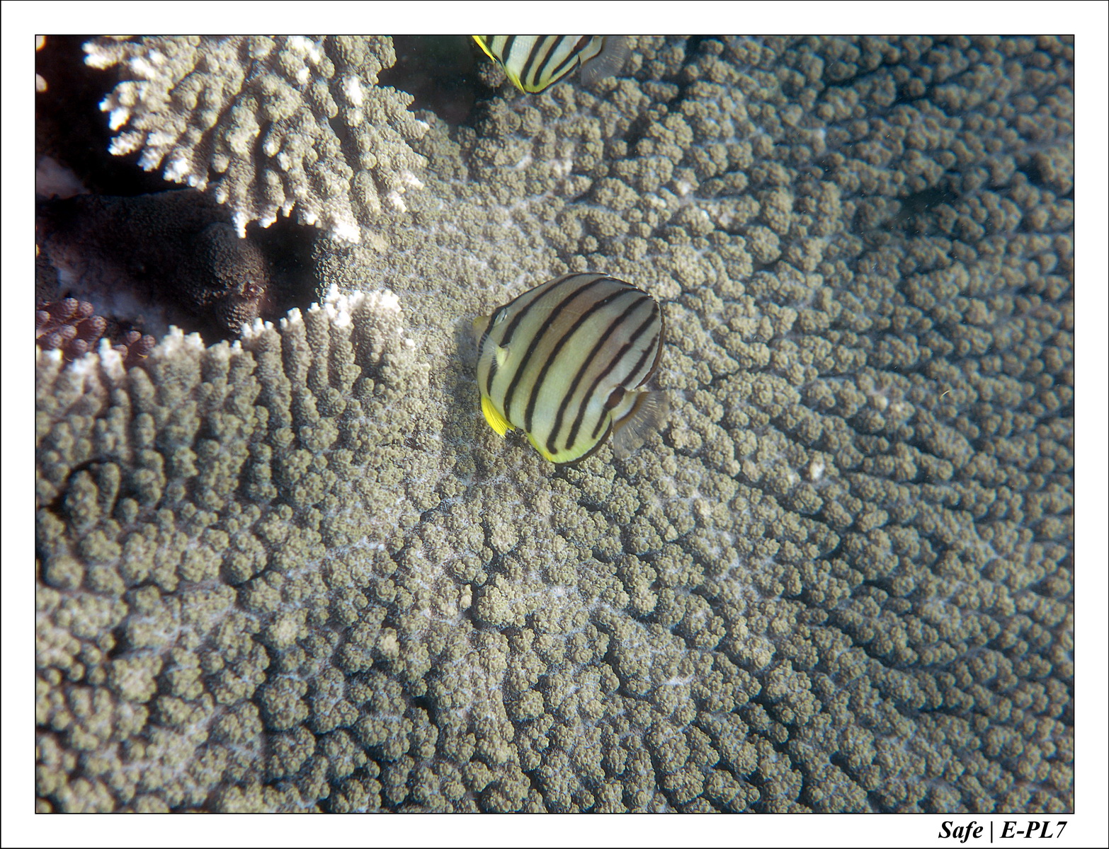 2018 - 08 - Pulau Besar - 06